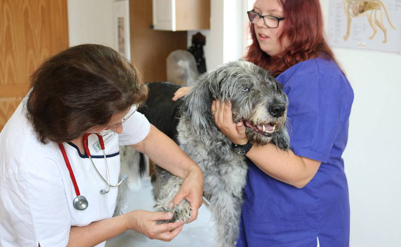 Tierarztpraxis Hof Langental - Uslar