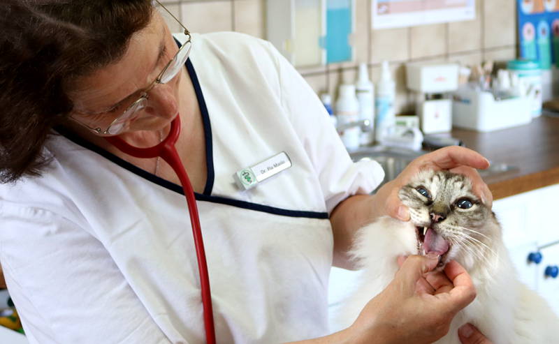 Tierarztpraxis Hof Langental - Uslar