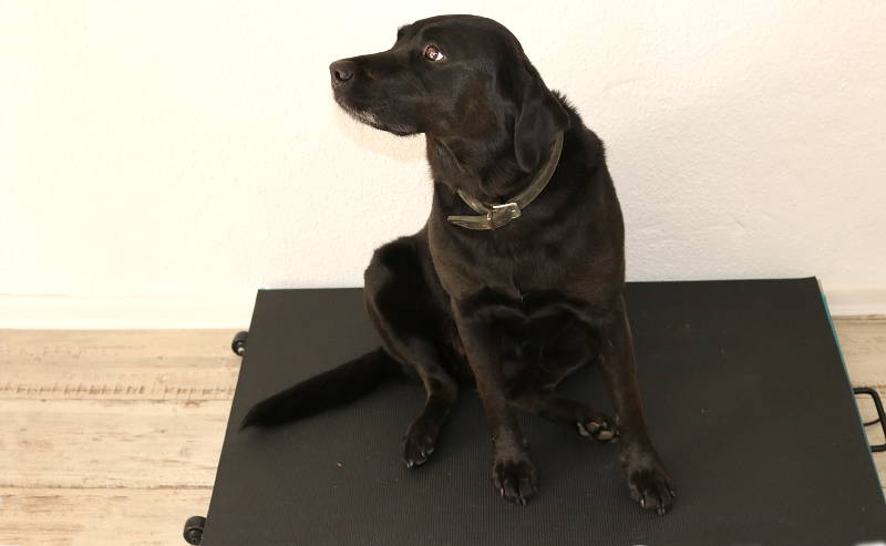 Tierarztpraxis Hof Langental - Uslar